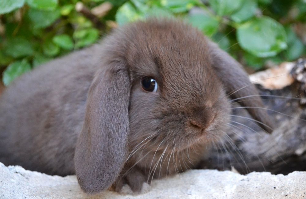 Coelhos anões mini orelhudos(mini Lop) muito dóceis