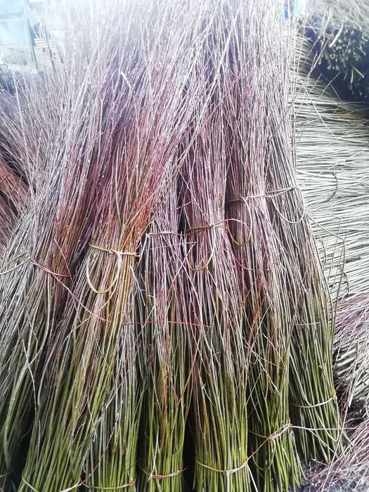 Wiklina zielona na faszyne