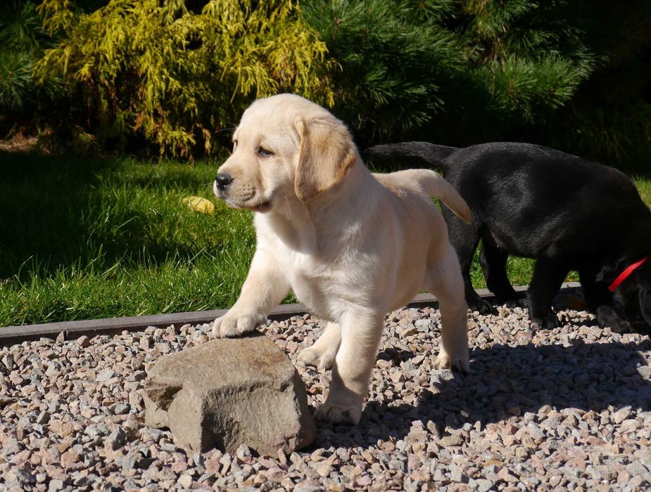 Labrador retriever - biszkoptowa suczka z rodowodem ZKwP / FCI