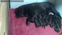Labrador retriever czekoladowy piesek