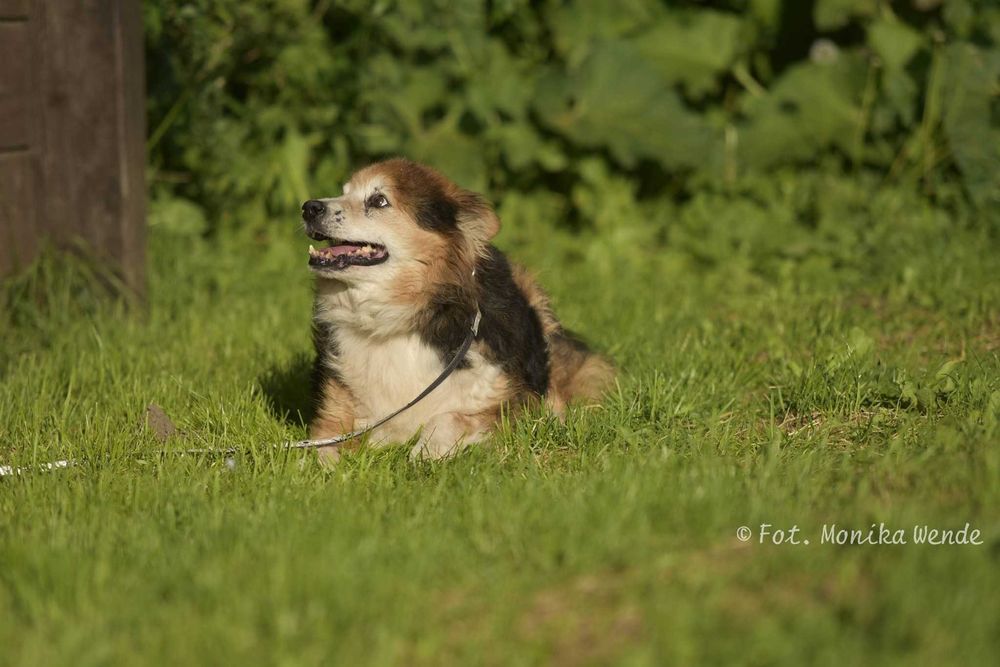 Ruletka_ pozytywny i pełen energii. Adopcja.