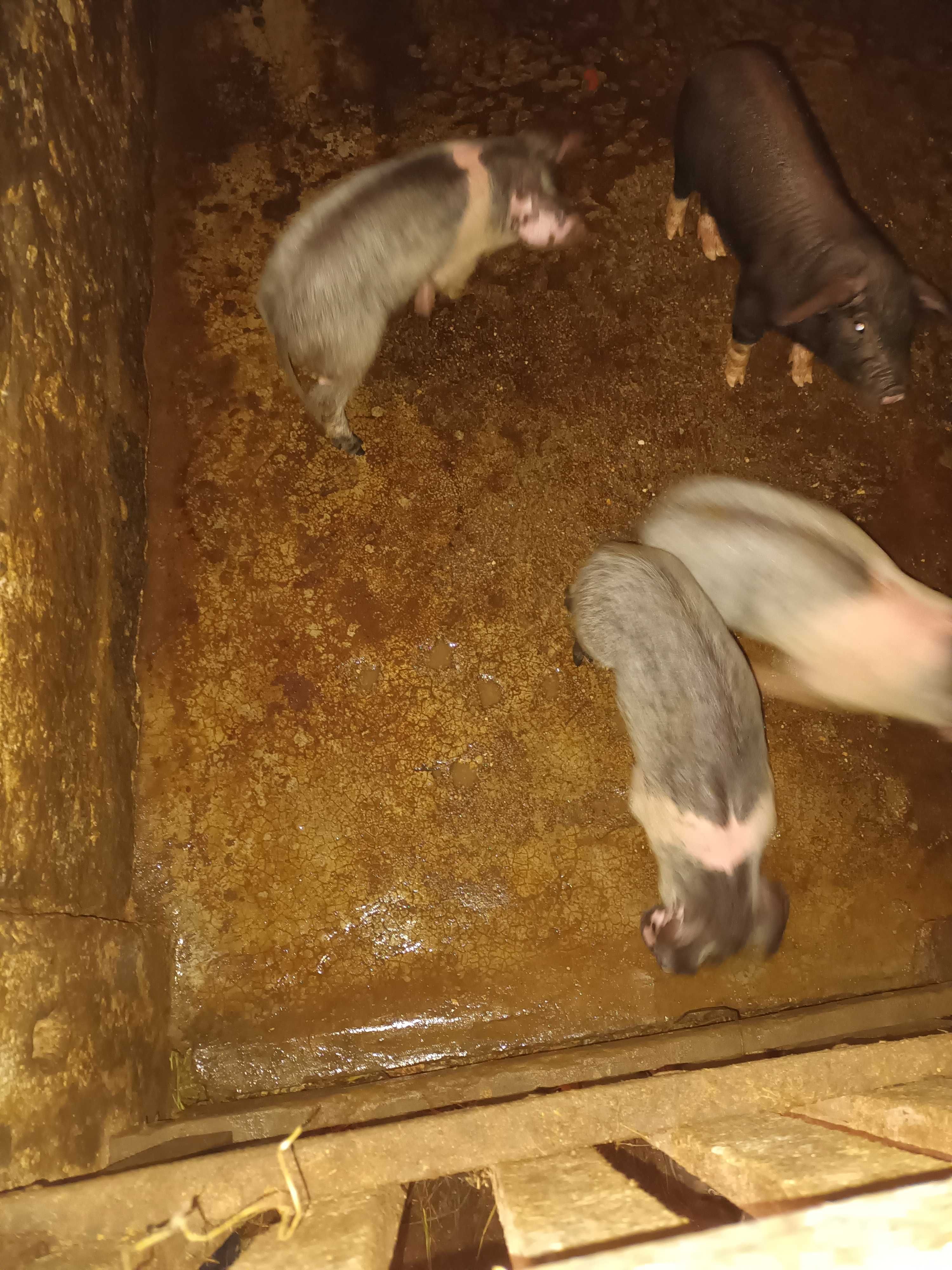 Vendo leitaos con 4 meses boa raca bissaro