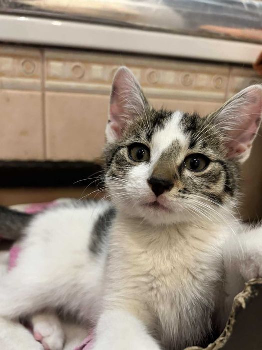 CHILI WANILIA kocięta kot kocur kotka do adopcji