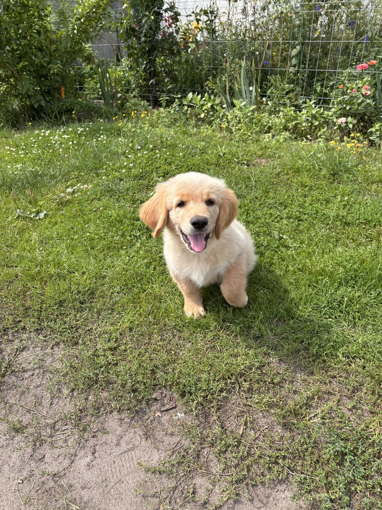 Golden Retriever Piesek