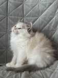 Kocur Ragdoll FPL blue bicolour