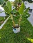 Bananeiras jardim