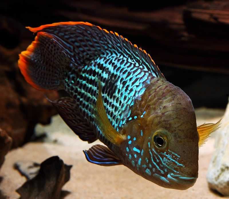 Akara pomarańczowopłetwa - Andinoacara rivulatus - dowóz, wysyłka