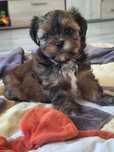Bubu najgrzeczniejszy z rodzeństwa,  wyjątkowej urody mini Shih Tzu