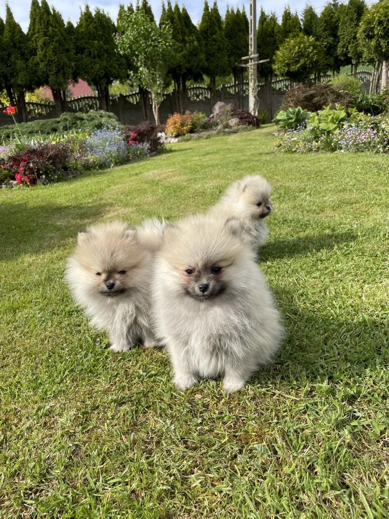 Szpic miniaturowy pomeranian z rodowodem