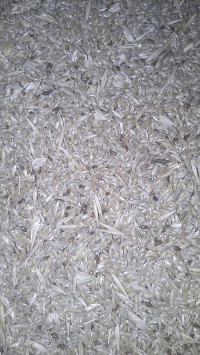 Канареечник просо