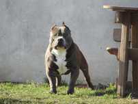 American Bully Standard
