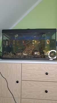 Akwarium z rybkami i pełnym wyposażeniem 80x30x40