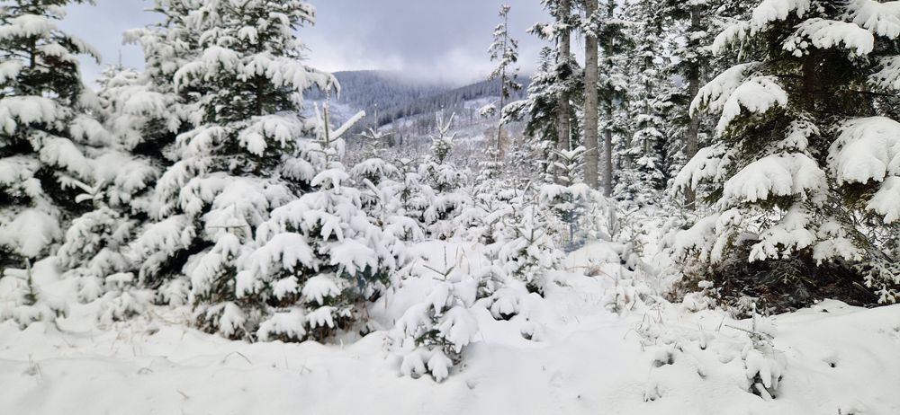 LAST MINUTE Sylwester w Chata Górska Polana Stańcowa  zwolniło się 5