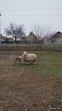 Вівця мерінос з баранчіком