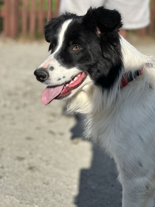 Pies border collie 10 miesięcy czarno biały