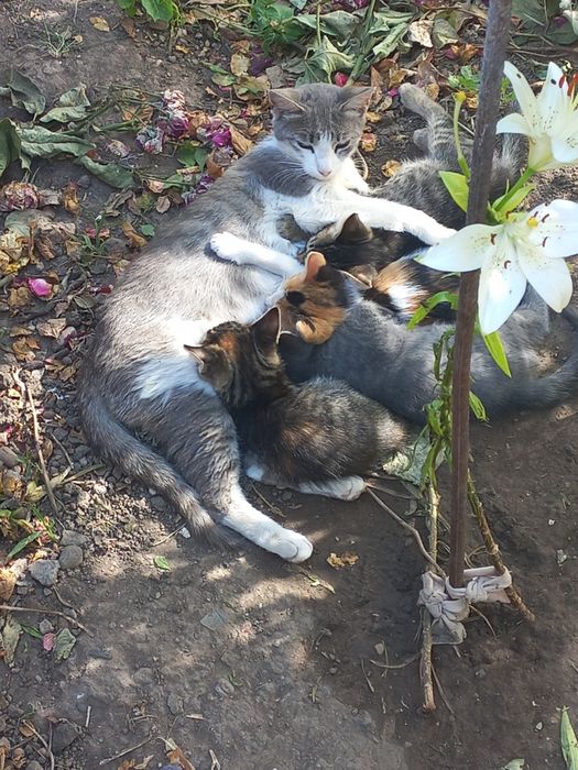 котята отдам в хорошие руки могут жить в квартире и в частном доме рук