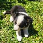 Border collie tricolor
