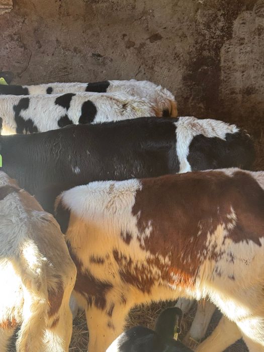 Cielaki krzyżówki 10szt pobierają paszę biała strefa