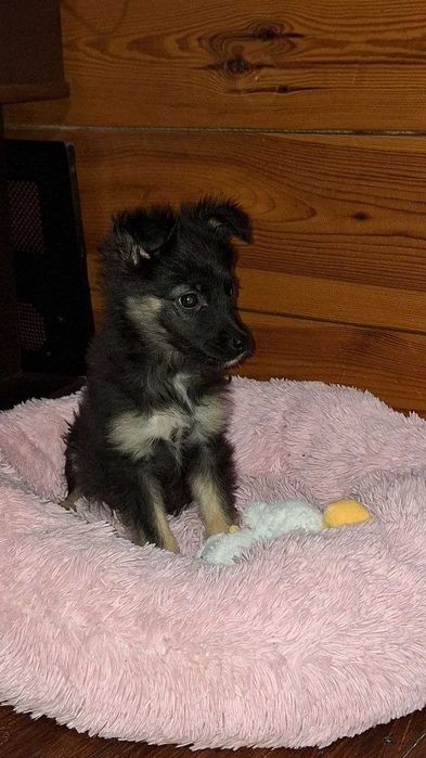 Грайливий хлопчик шукає родину (привеземо в будь-який куточок країни)