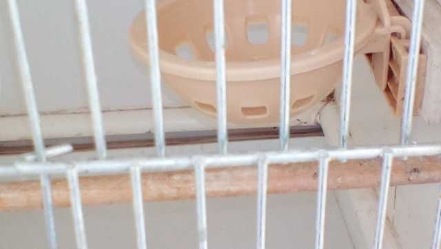 Regał dla kanarków z kanarkami / lub sam regał /