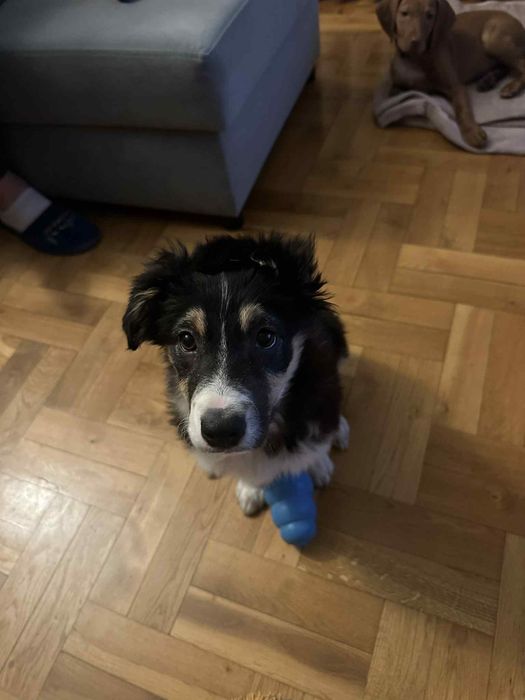 Border collie tri color suczka