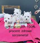 West Highland White terrier