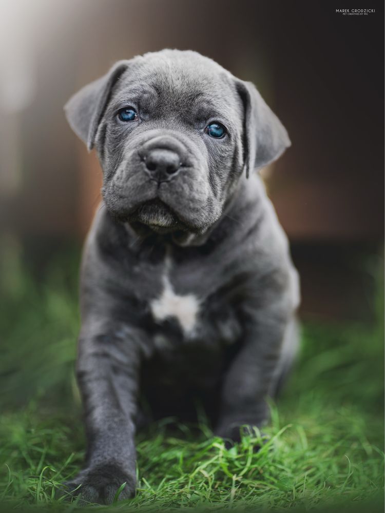 Cane Corso ZKwP/FCI Po pięknych i wyjatkowych rodzicach.