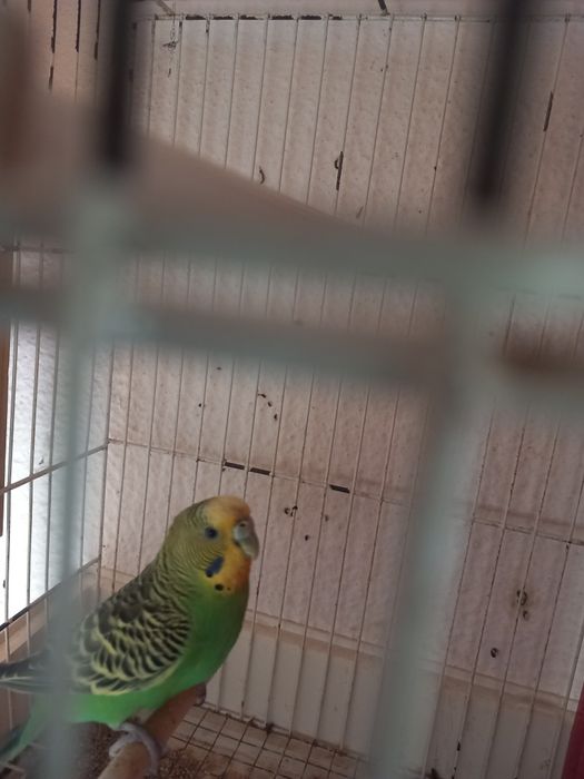 Piriquito pronto a criar.