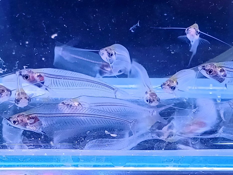 Sum - sumik szklisty