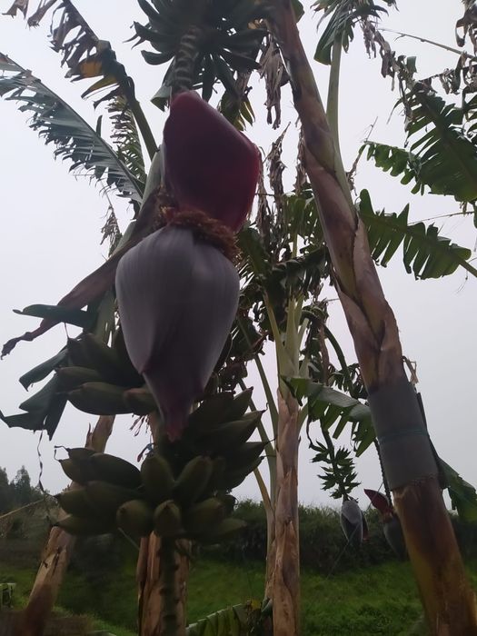 Bananeira Bananeiras Vários tamanhos