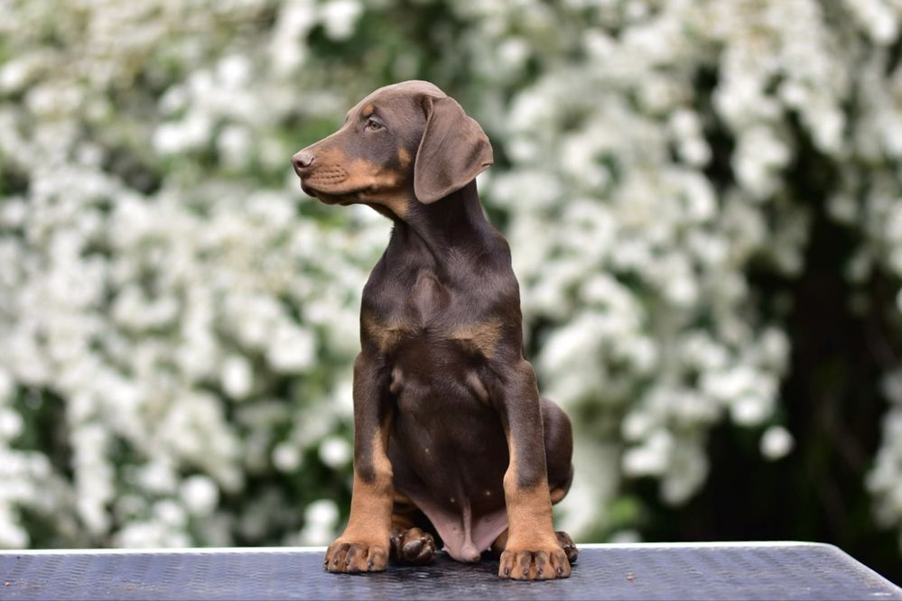 Doberman szczenię FCI sliczny czekoladowy chlopak