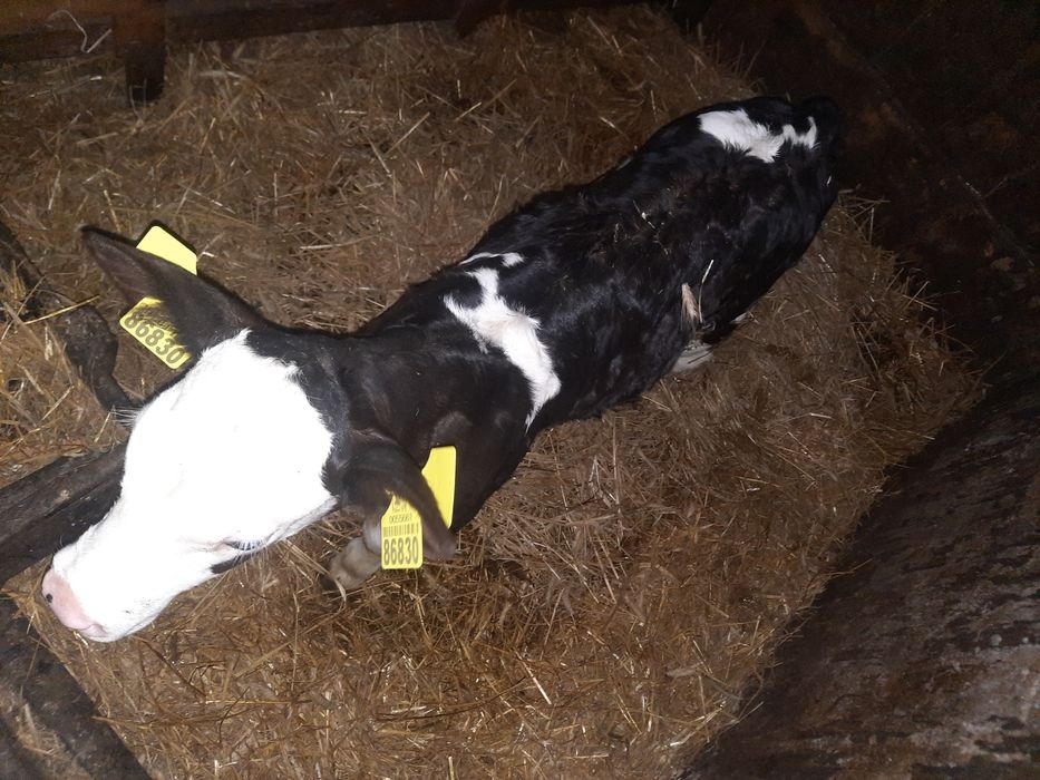 Sprzedam jałówkę/ cielaki