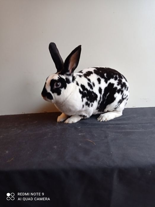 Króliki Rex Trójbarwne