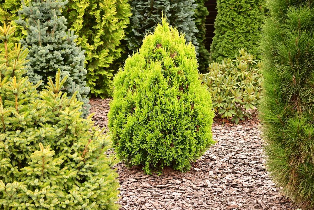 ŻYWOTNIK WSCHODNI AUREA NANA Tuja Aurea Nana 60-65 cm duże sadzonki