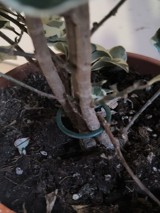 Фикус триангулярис (фикус треугольный)