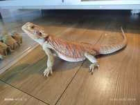 Agama Brodata 3 lata plus terrarium