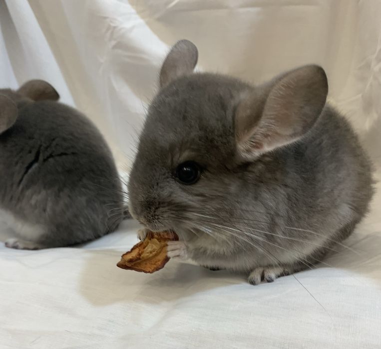 Збалансований корм для шиншил шиншилла