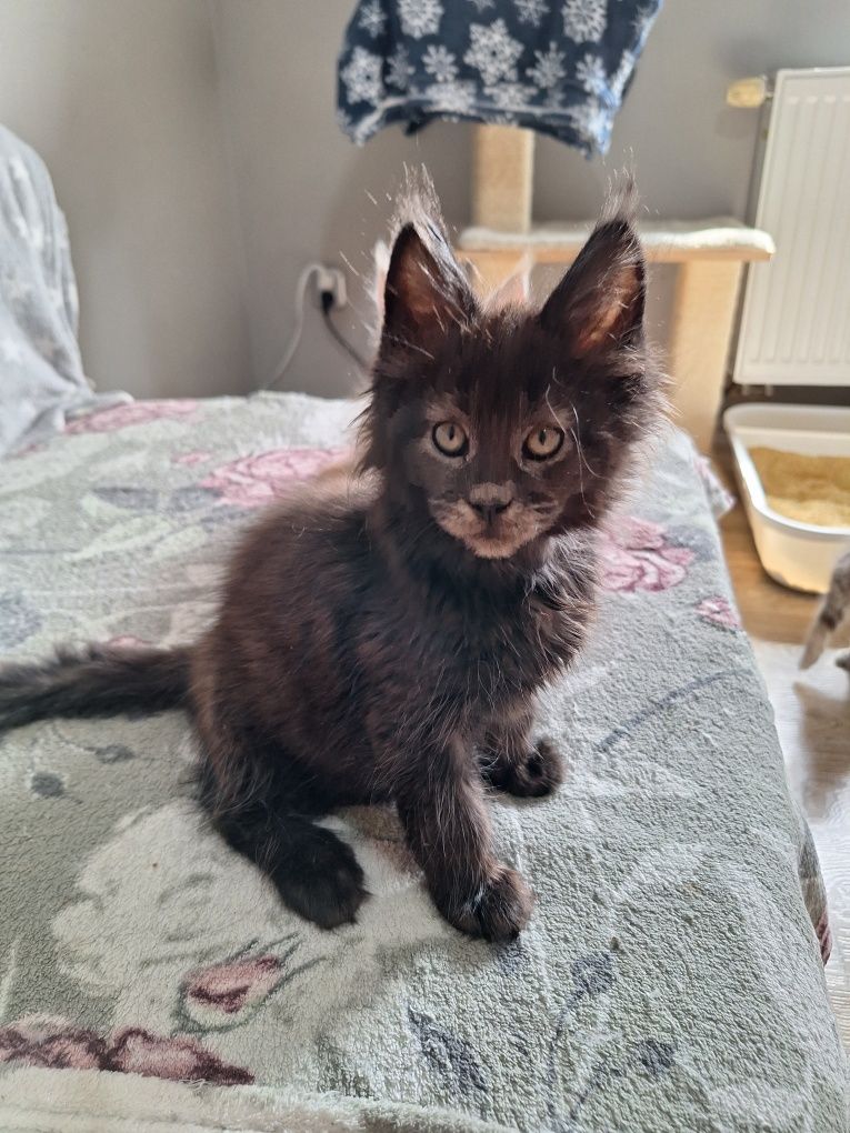 Czarny Maine Coon