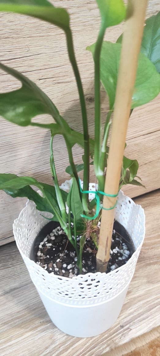 Epipremnum pinatum marble regres