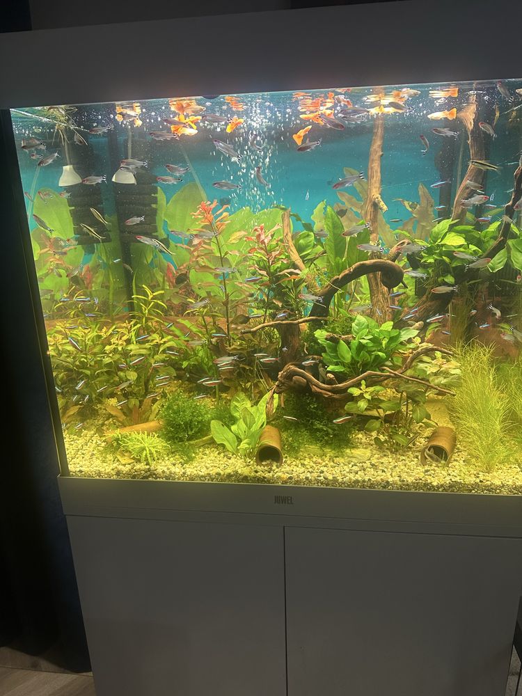 Akwarium juwell  Lido 200l zestaw biale