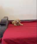 Солодкий хлопчик) Мальтіпу