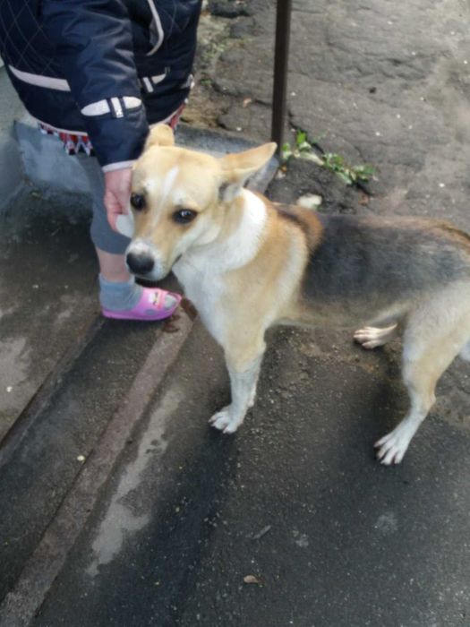 Найдена собака (кобель). Трехцветный.