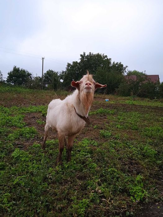 продам, козла заанонвбійця, 1 р. 8 м. з під хорошої кози і козочка 6м.