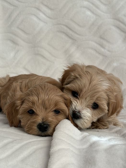 Maltipoo chlopiec- do odbioru