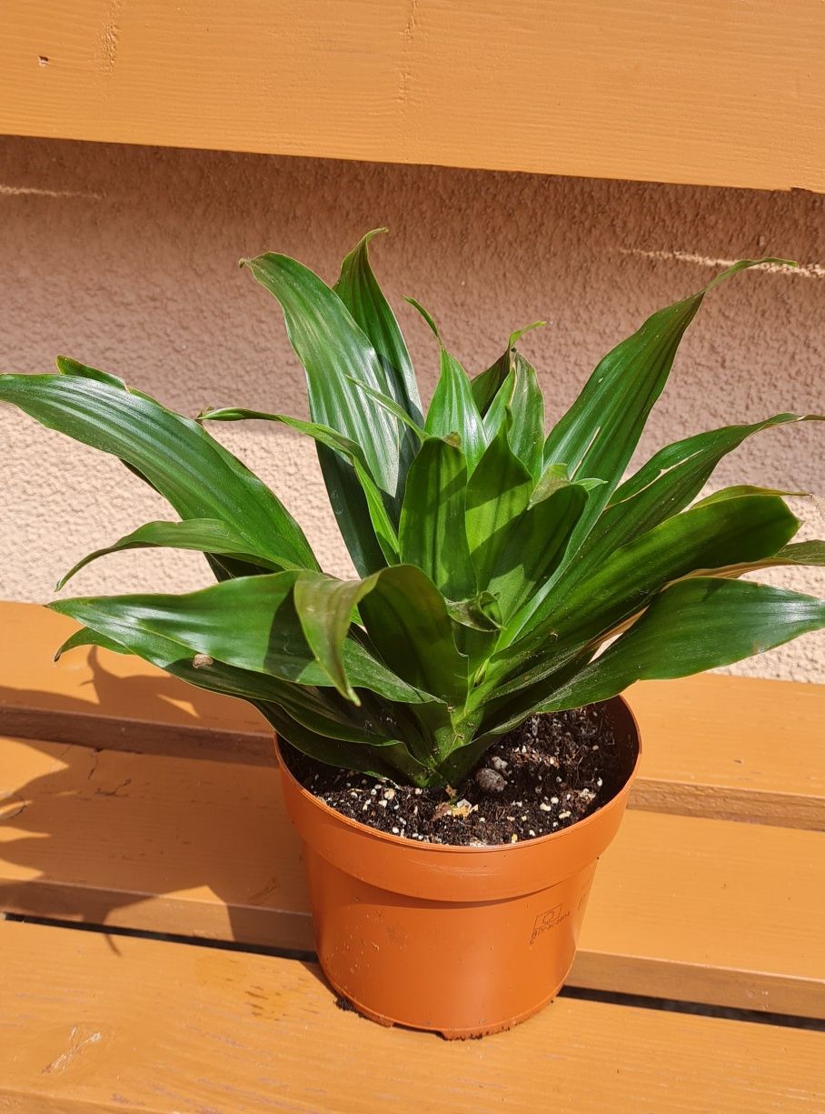 Dracena wonna Dracena fragrans