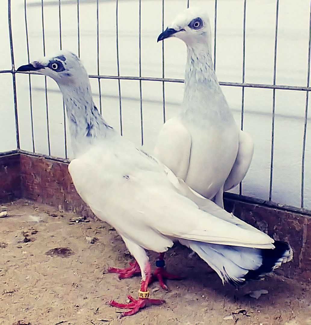 Gołębie Jasne samiec i samica