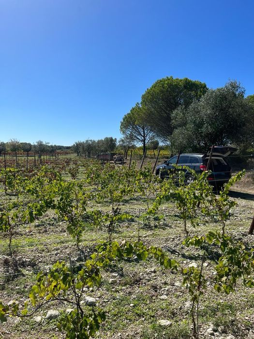 Vinha Produção em Pleno