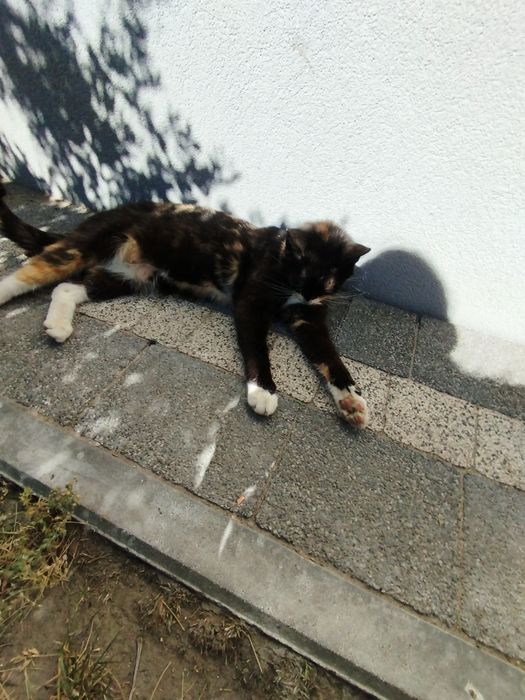 UWAGA! Zaginęła kot od małych kociąt