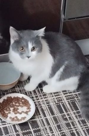 Зникла кішка сірого кольору