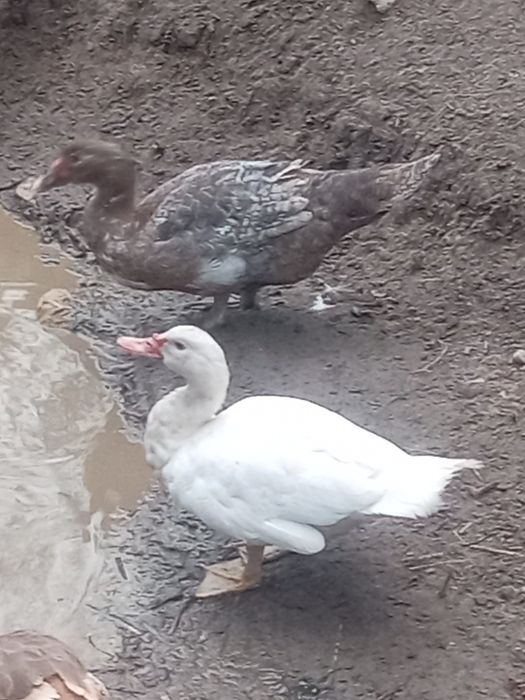 Kaczki piżmowe/francuskie